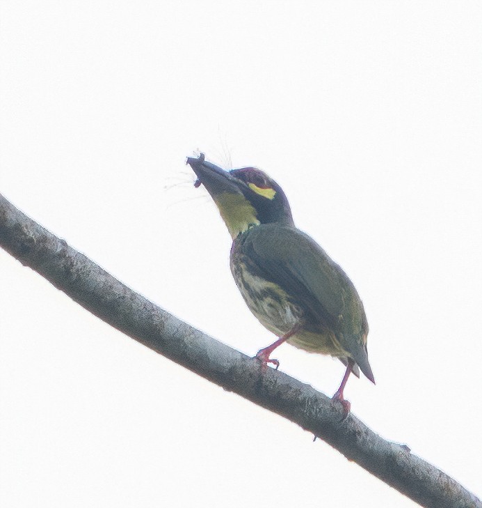 Coppersmith Barbet - Kevin Pearce