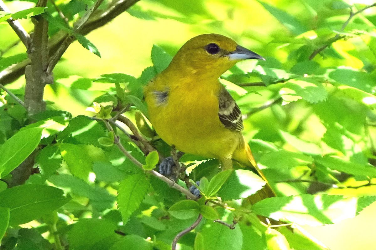 Orchard Oriole - ML617586407