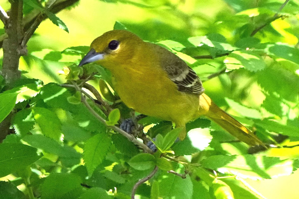 Orchard Oriole - ML617586408