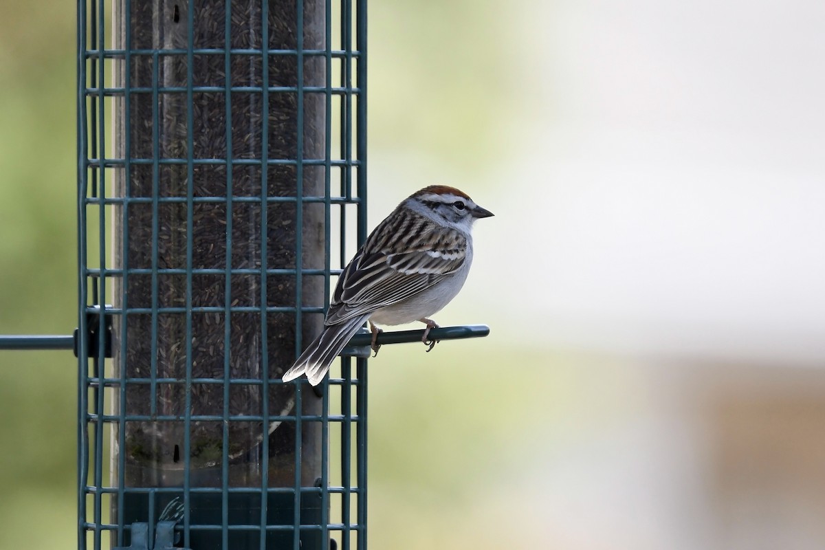 Chipping Sparrow - ML617586413
