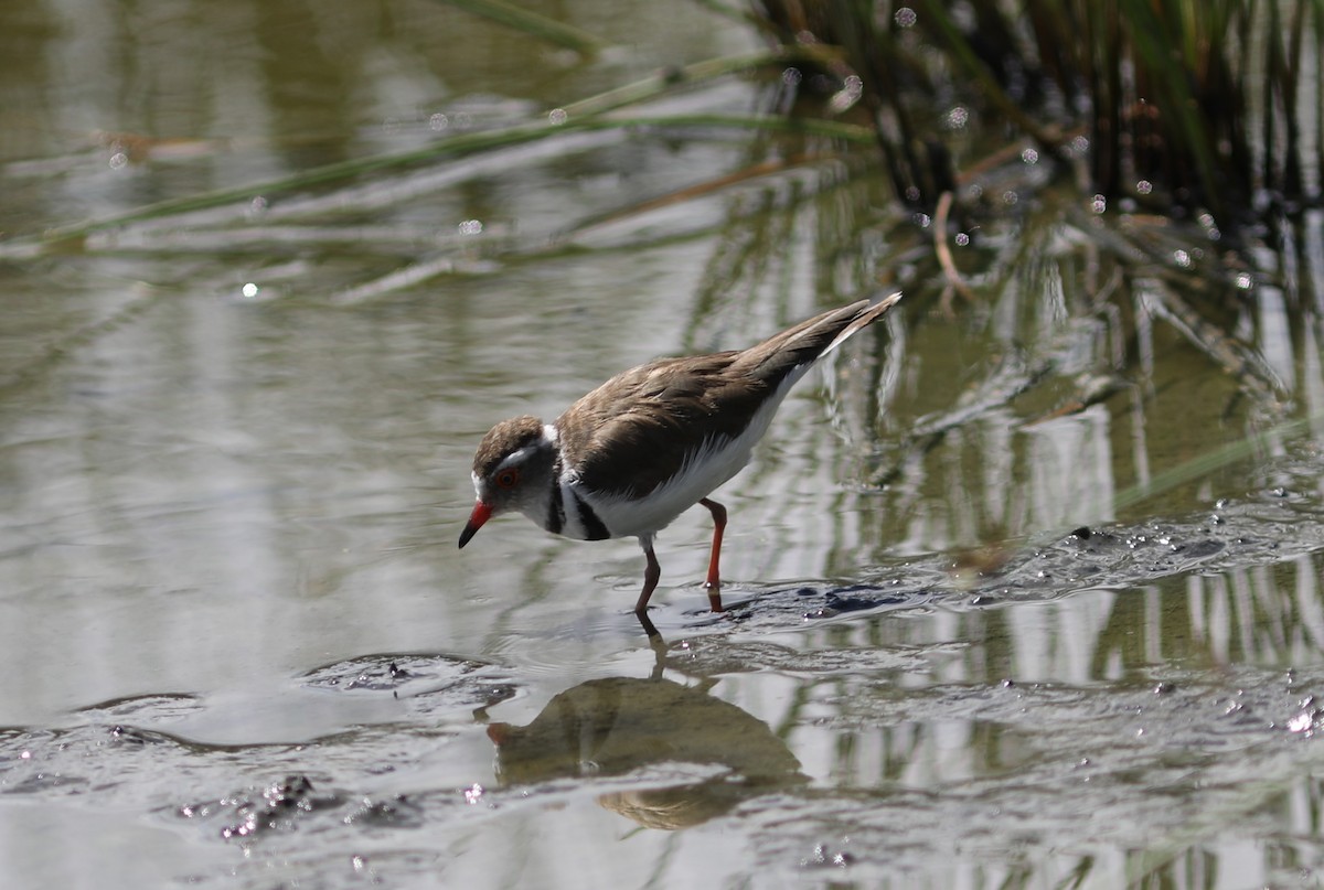 Three-banded Plover - ML617586523