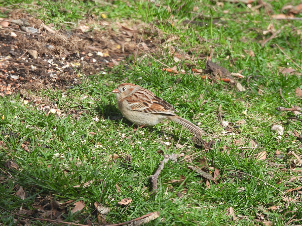 Field Sparrow - ML617586531