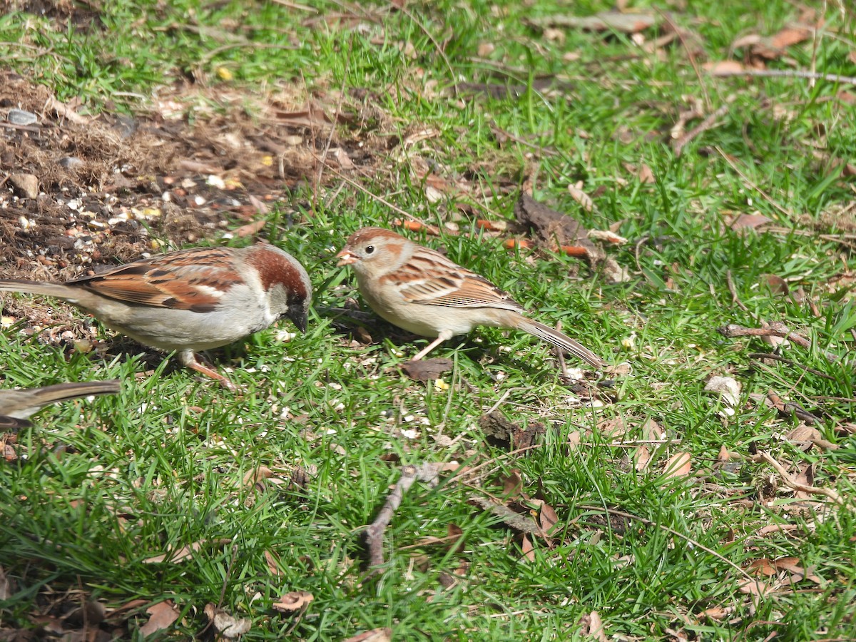 Field Sparrow - ML617586533
