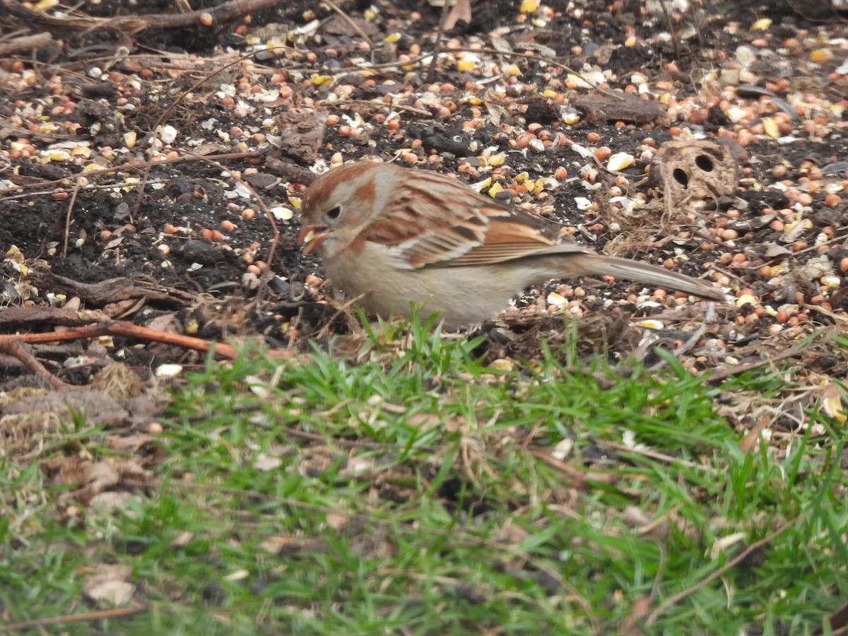 Field Sparrow - ML617586544