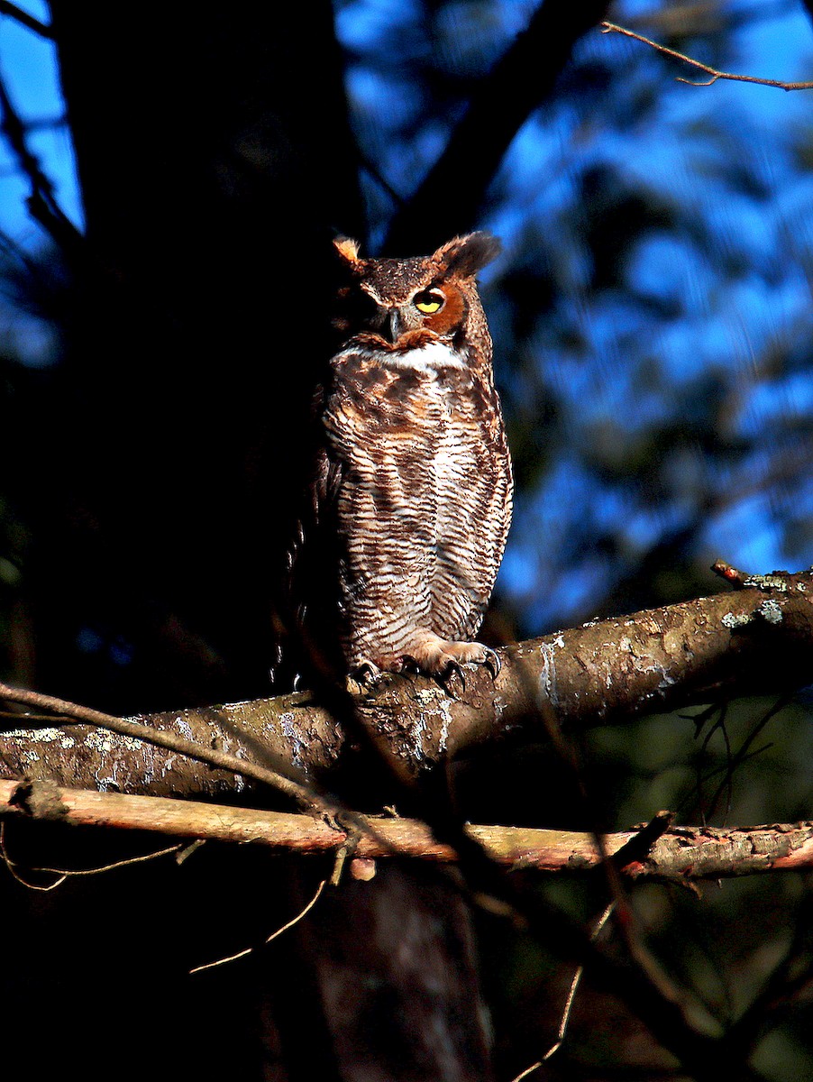 Great Horned Owl - ML617586560