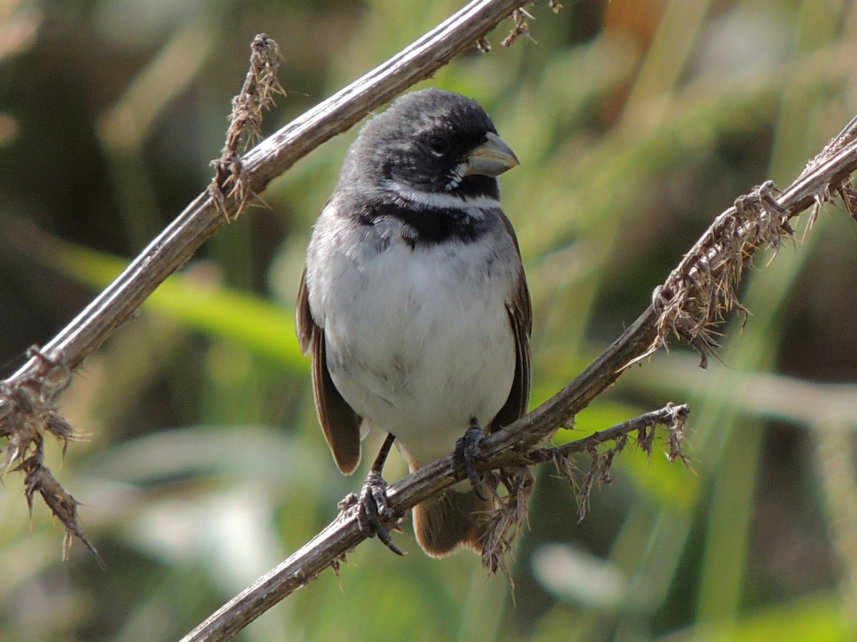 Double-collared Seedeater - ML617586599