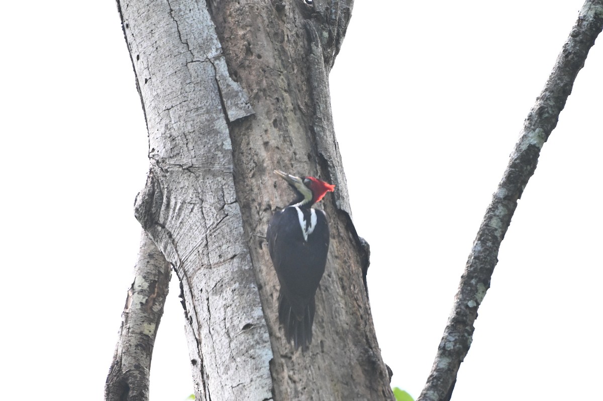 Crimson-crested Woodpecker - Charlotte Pavelka & Doug Reitz