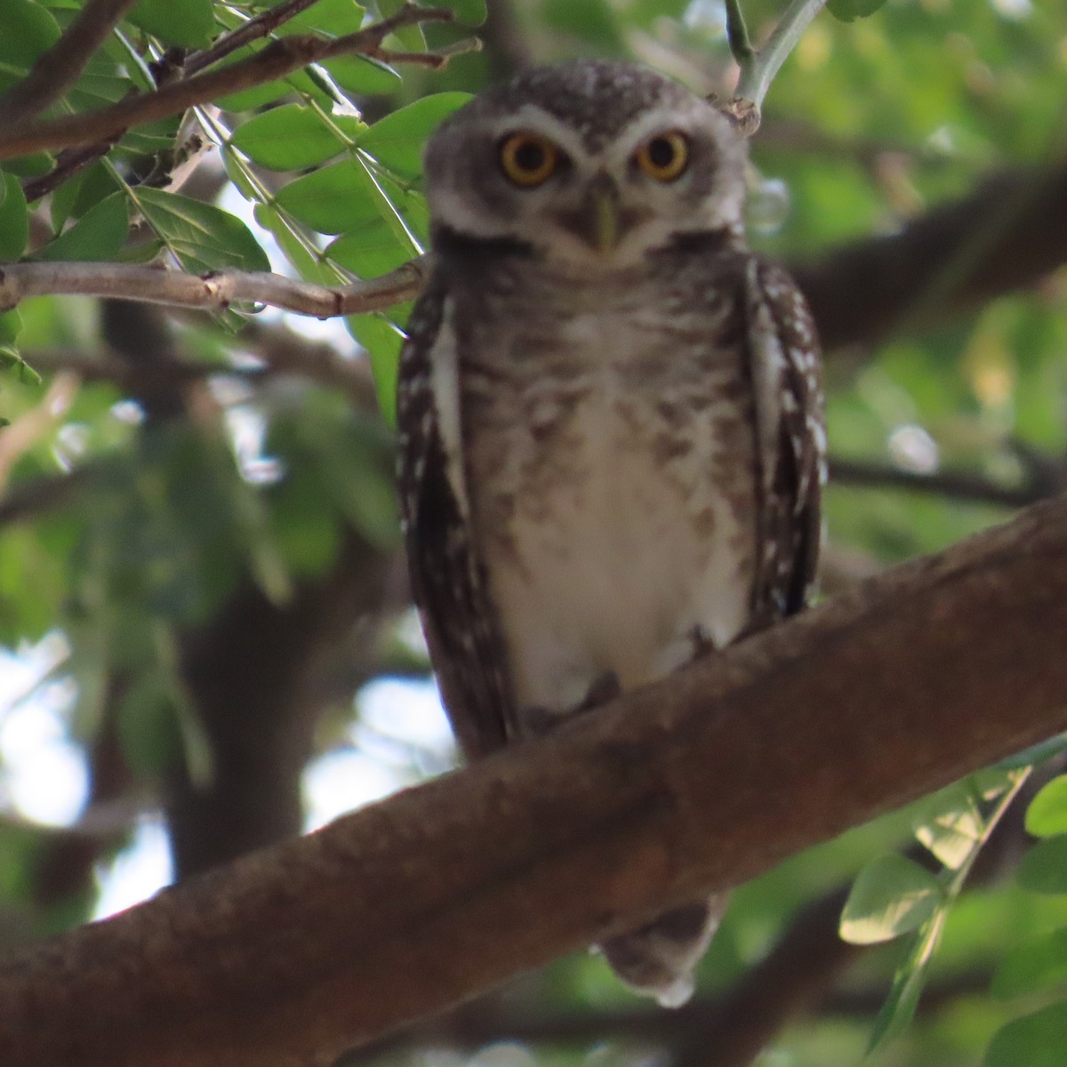 Spotted Owlet - ML617586652