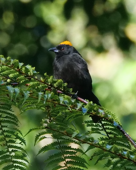 Tawny-crested Tanager - ML617586672