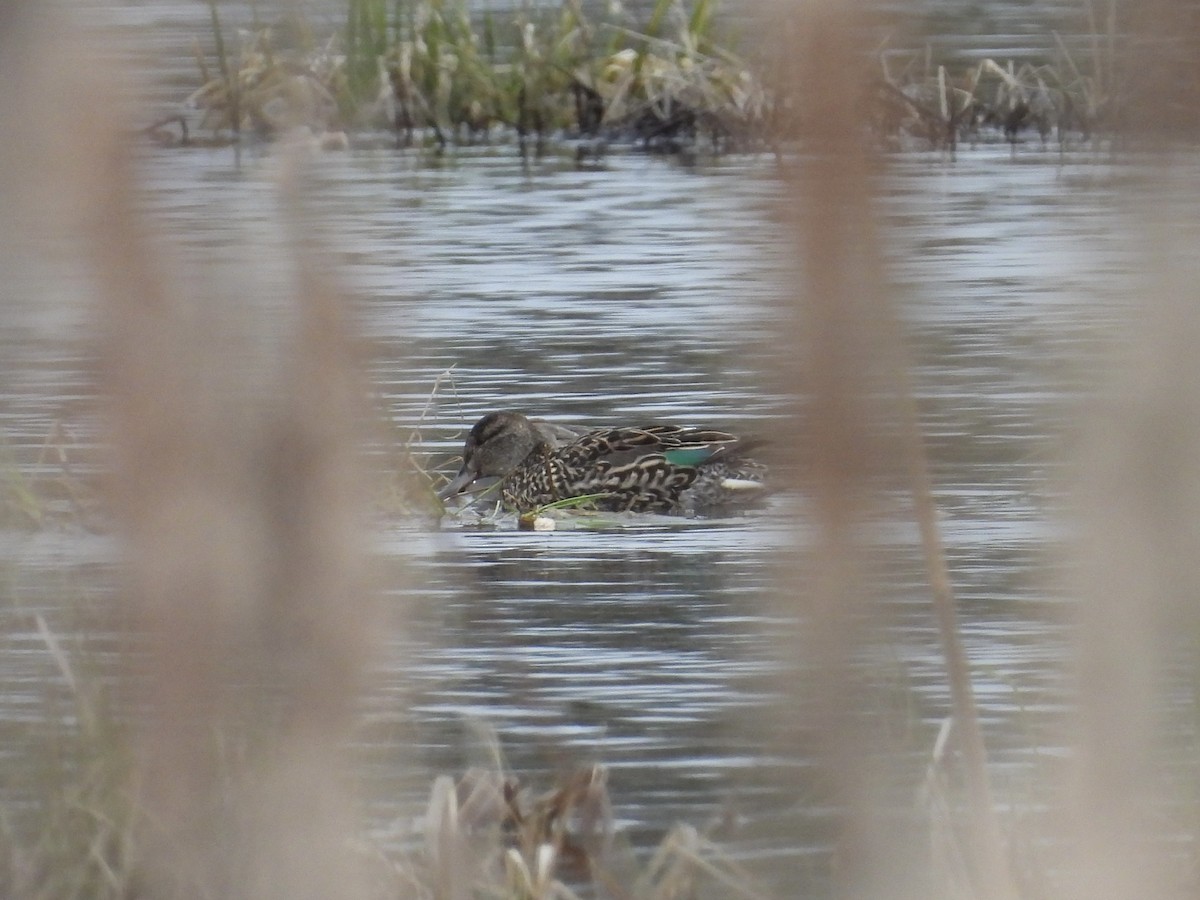 Green-winged Teal - ML617586685