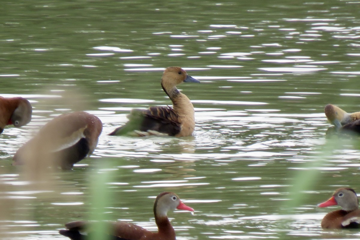 Fulvous Whistling-Duck - Nancy Clogston