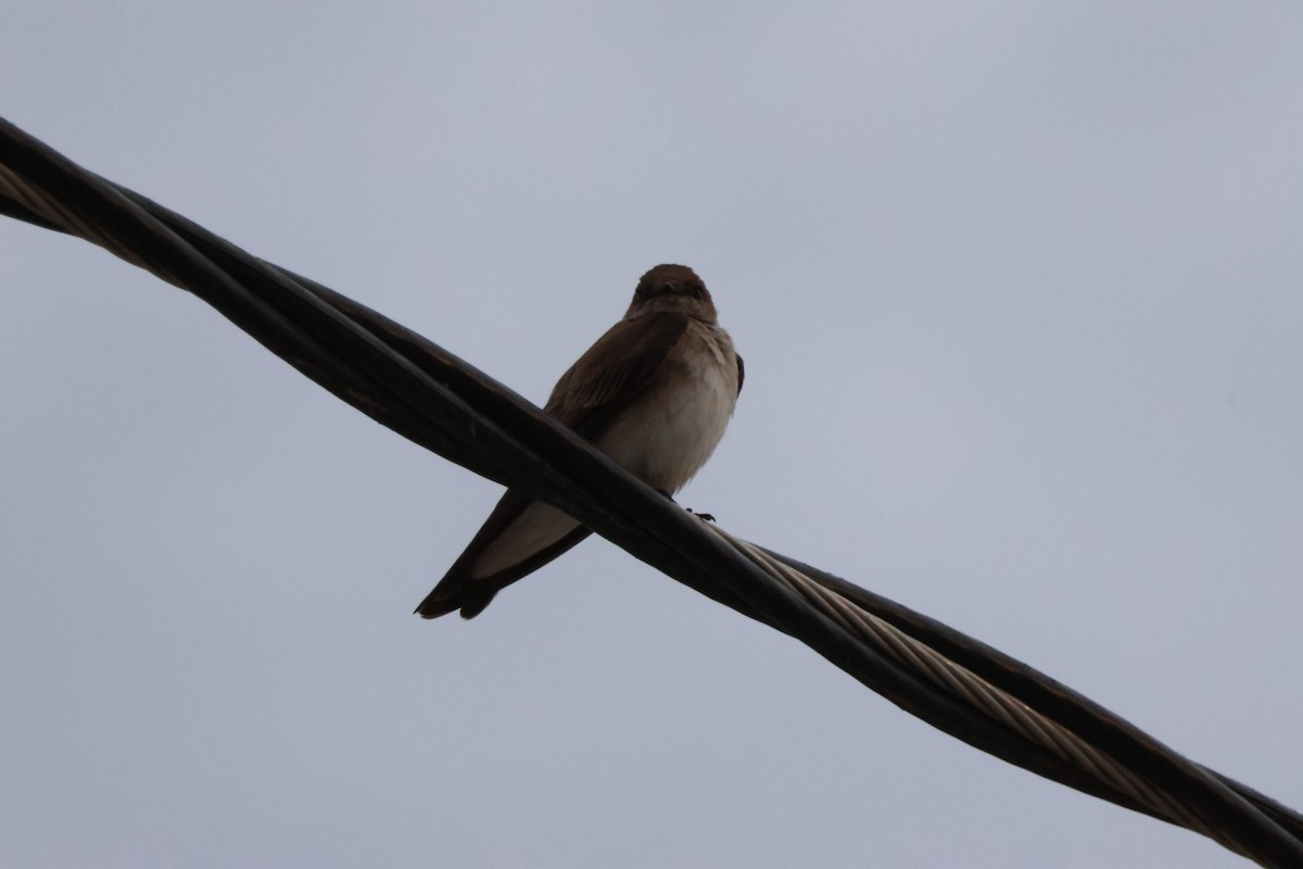 Northern Rough-winged Swallow - ML617586698