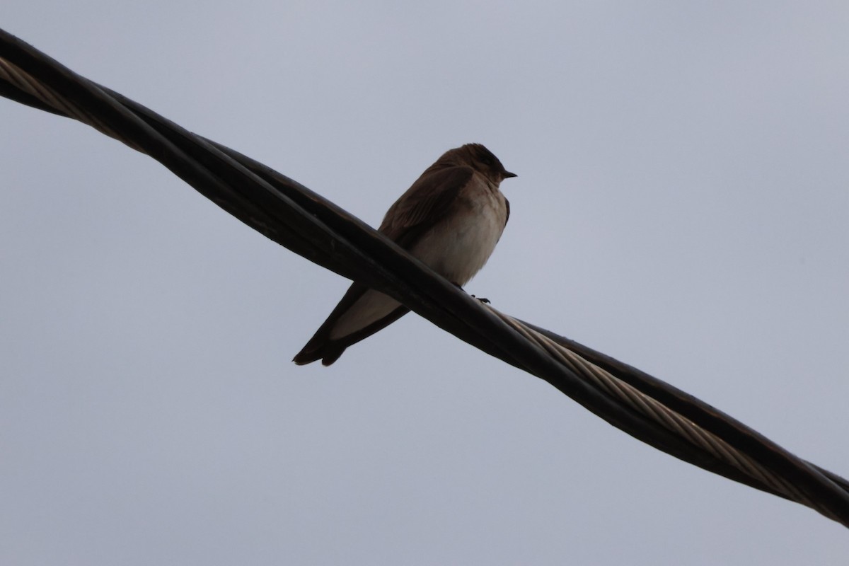 Northern Rough-winged Swallow - ML617586699