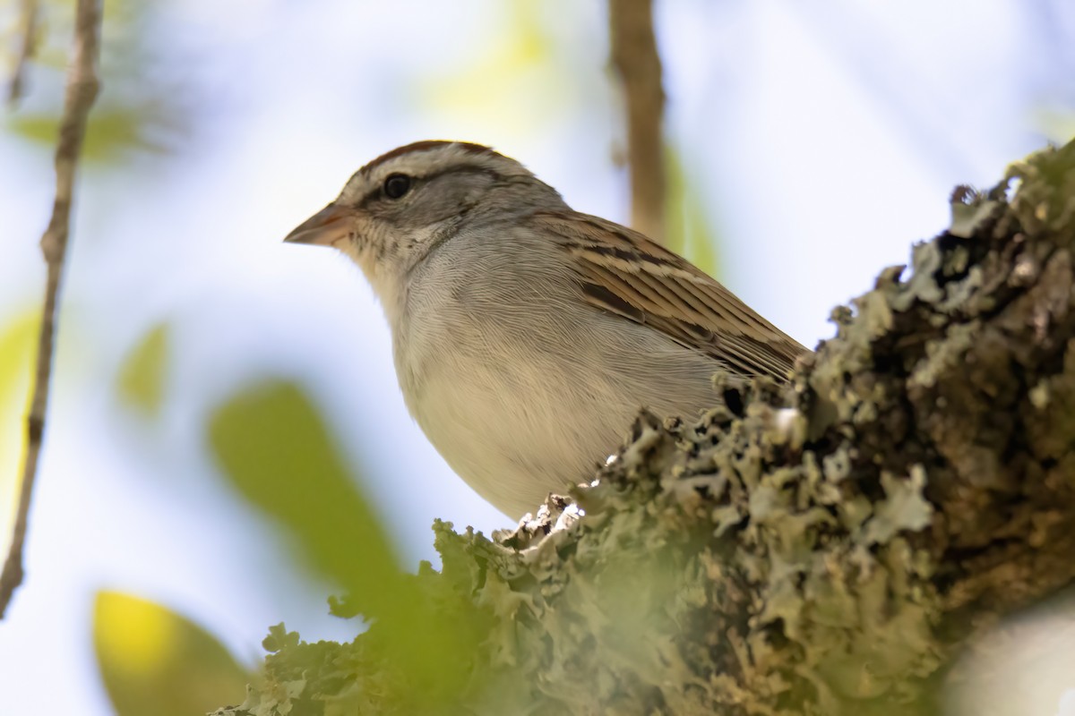 Chipping Sparrow - ML617586702