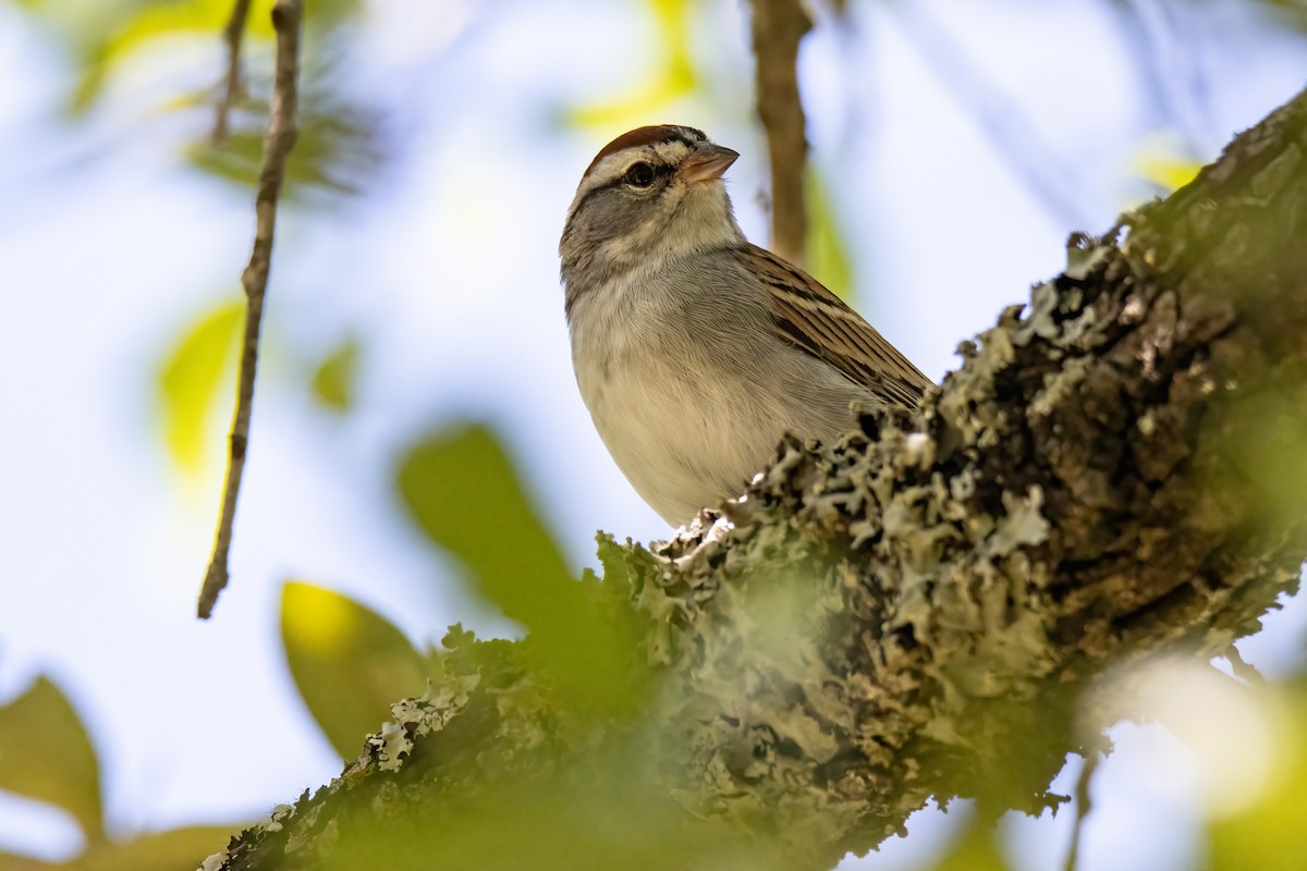 Chipping Sparrow - ML617586703