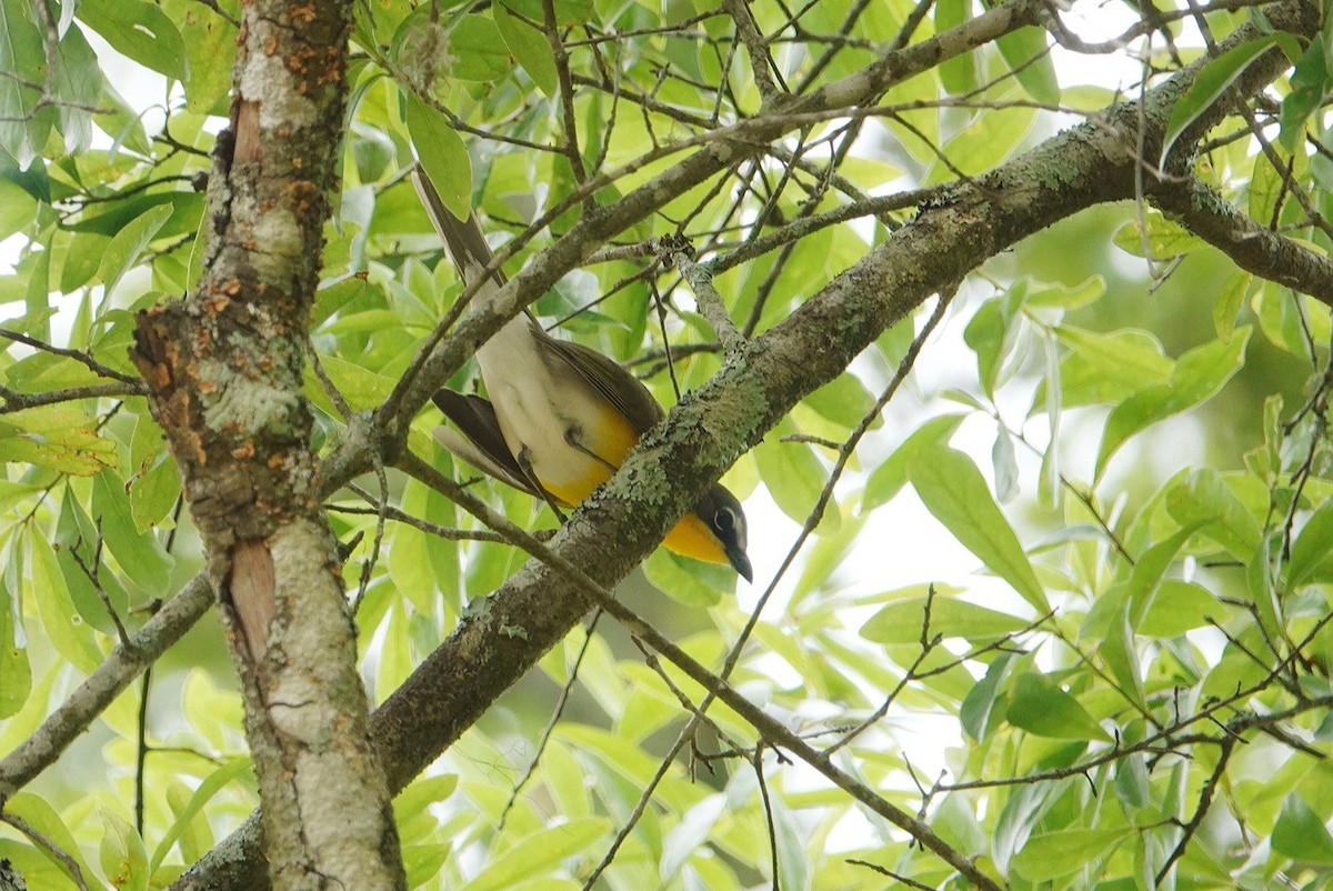Yellow-breasted Chat - ML617586704