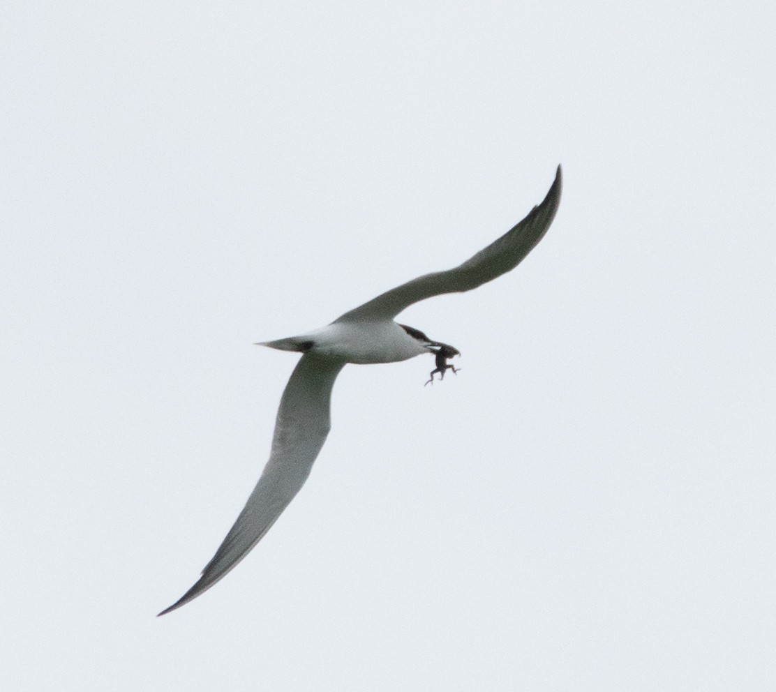 Gull-billed Tern - Tu Wren