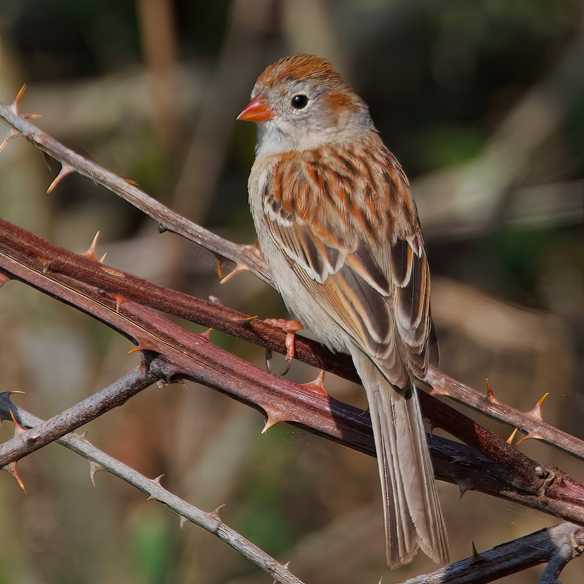 Field Sparrow - ML617586734