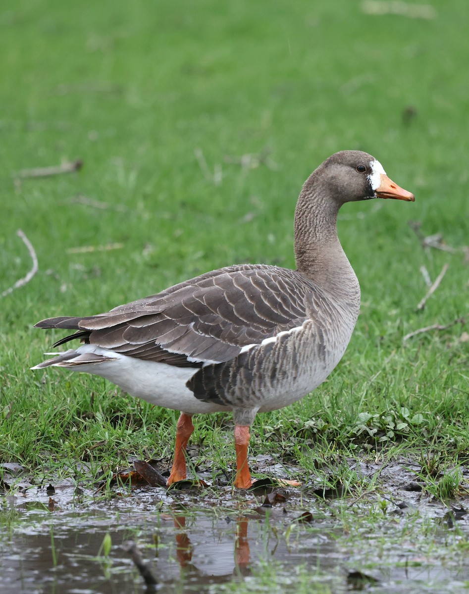 Greater White-fronted Goose - Lorri Howski 🦋