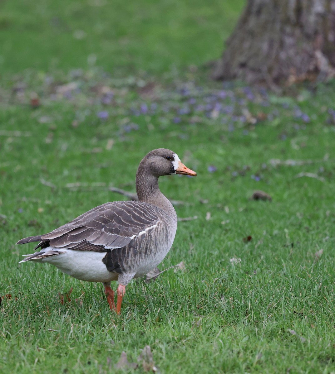 Greater White-fronted Goose - ML617586836