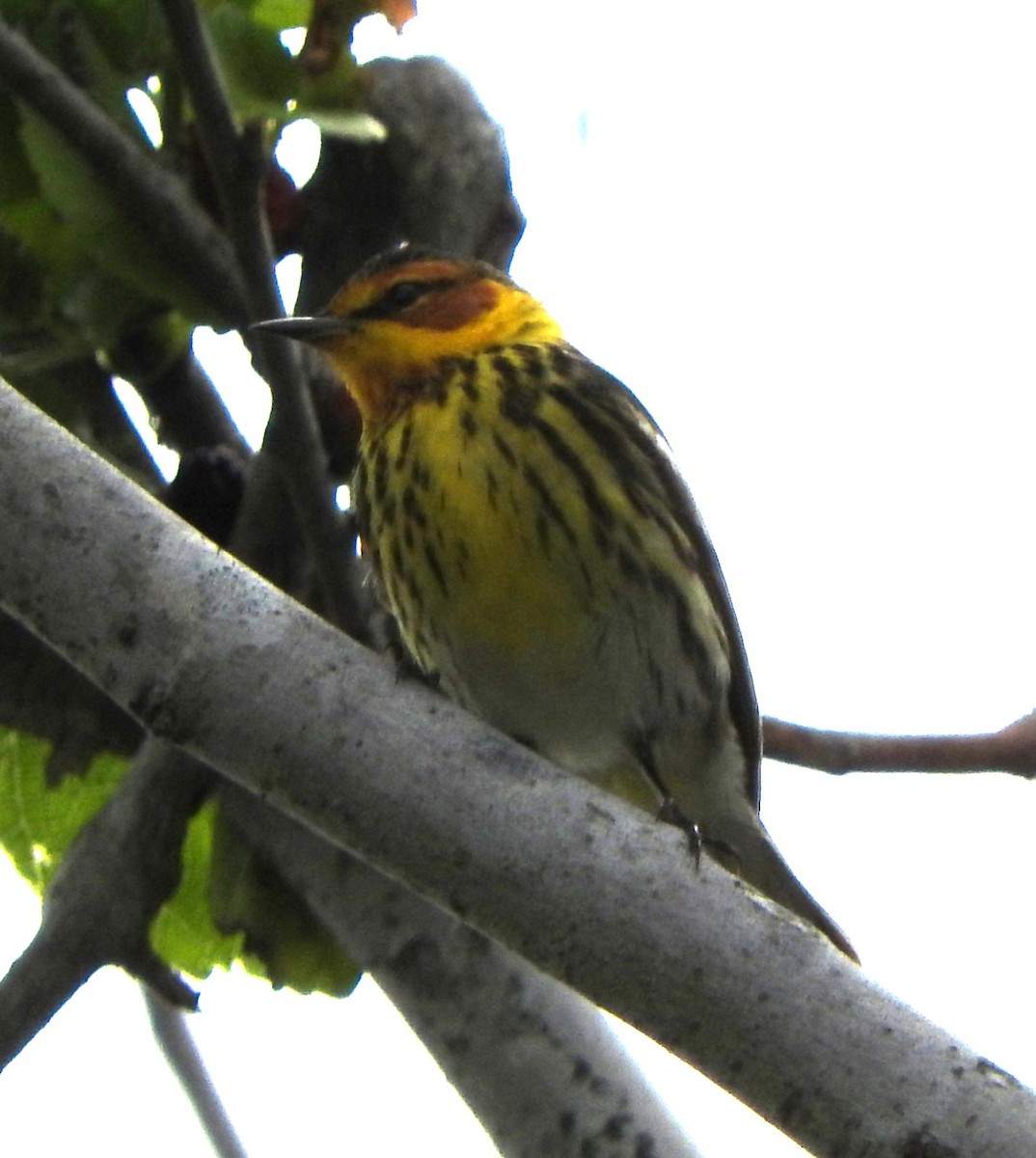 Cape May Warbler - ML617586846