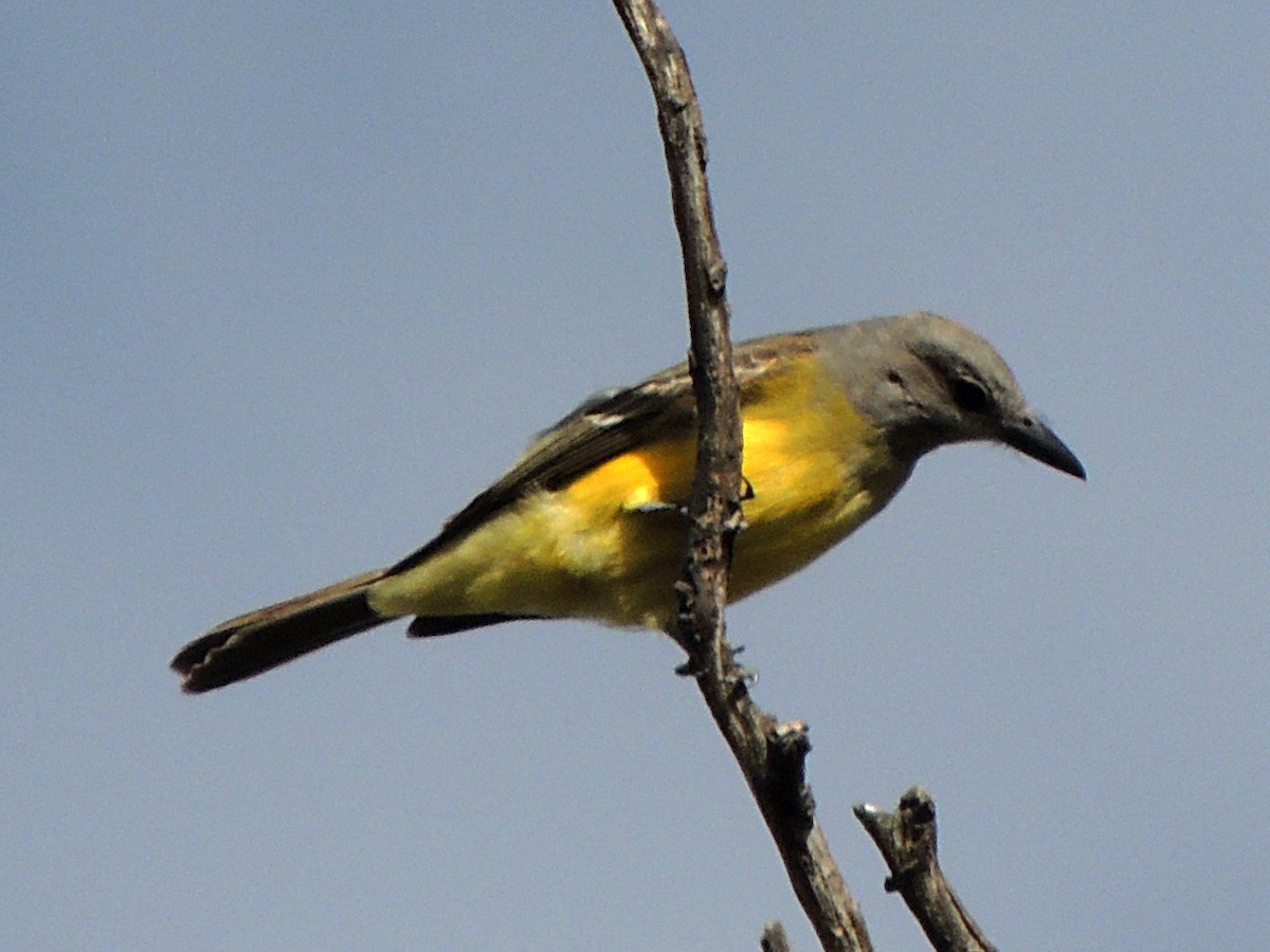 Tropical Kingbird - Simón Pla García