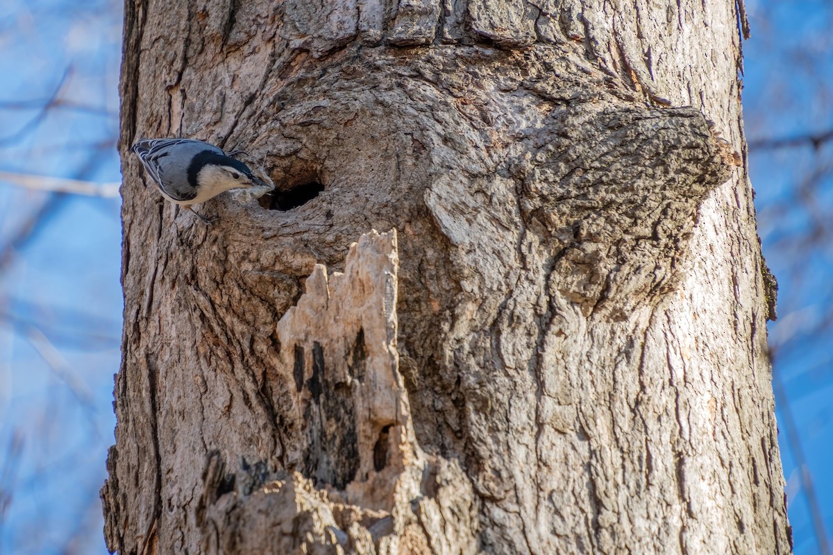 White-breasted Nuthatch - ML617586857