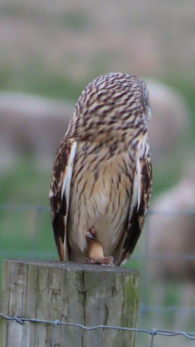 Short-eared Owl - ML617586859