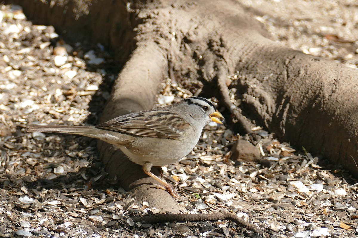 White-crowned Sparrow (pugetensis) - ML617586866
