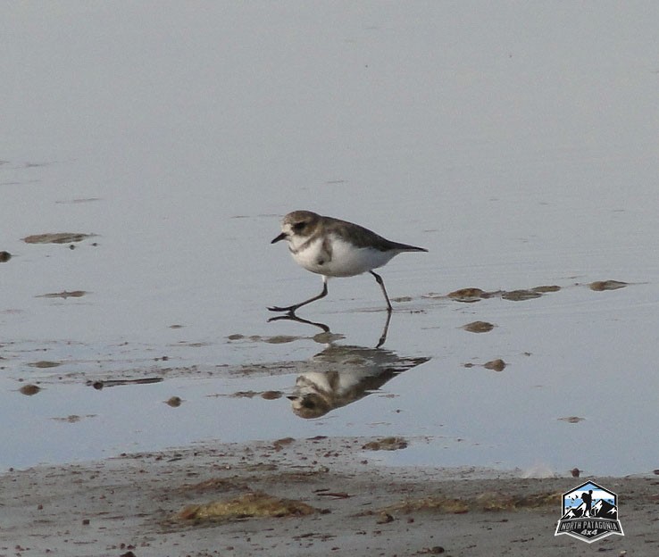 Two-banded Plover - ML617586875