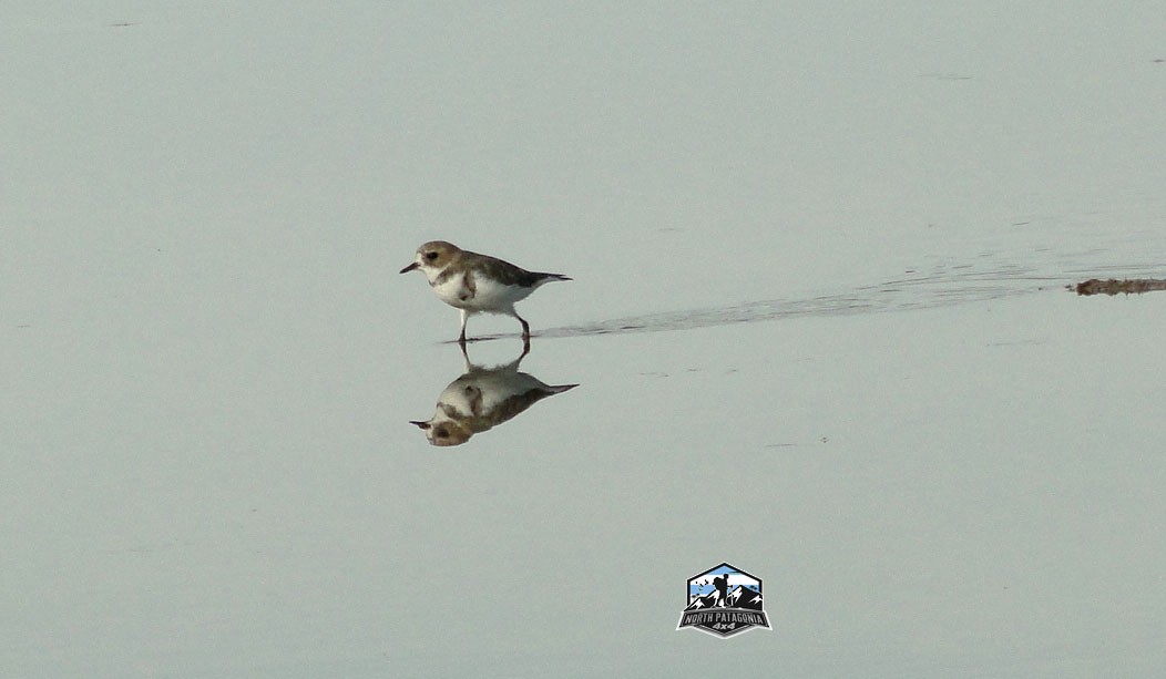 Two-banded Plover - ML617586876