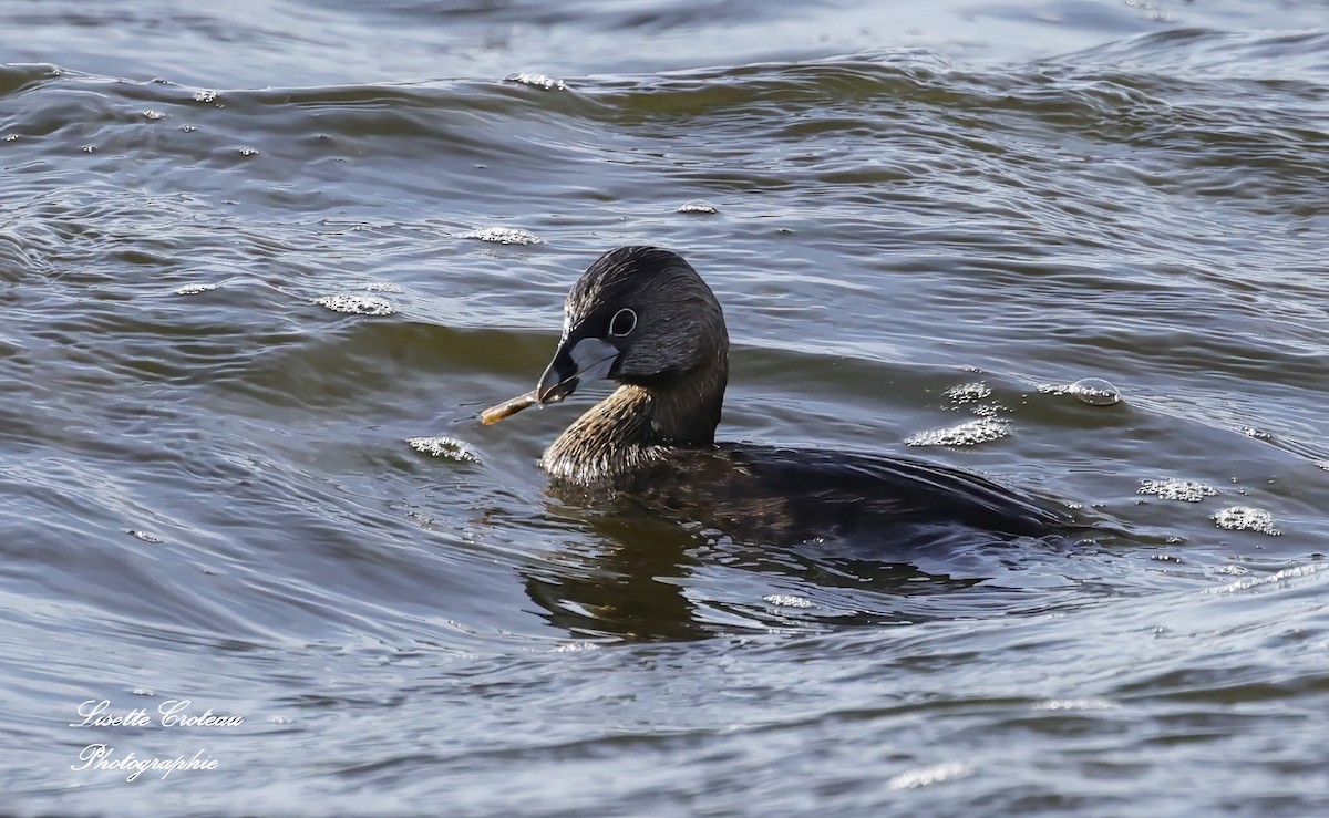 Pied-billed Grebe - Lisette Croteau