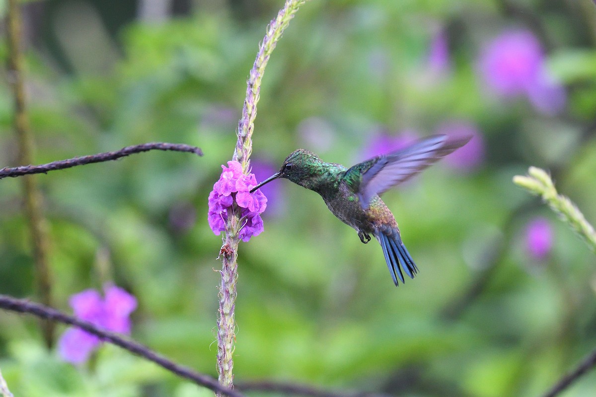 Blue-vented Hummingbird - terence zahner