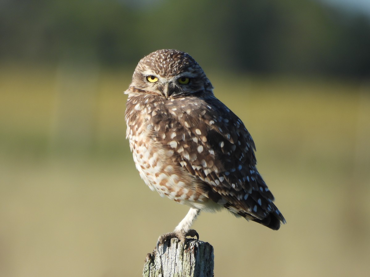 Burrowing Owl - ML617587079