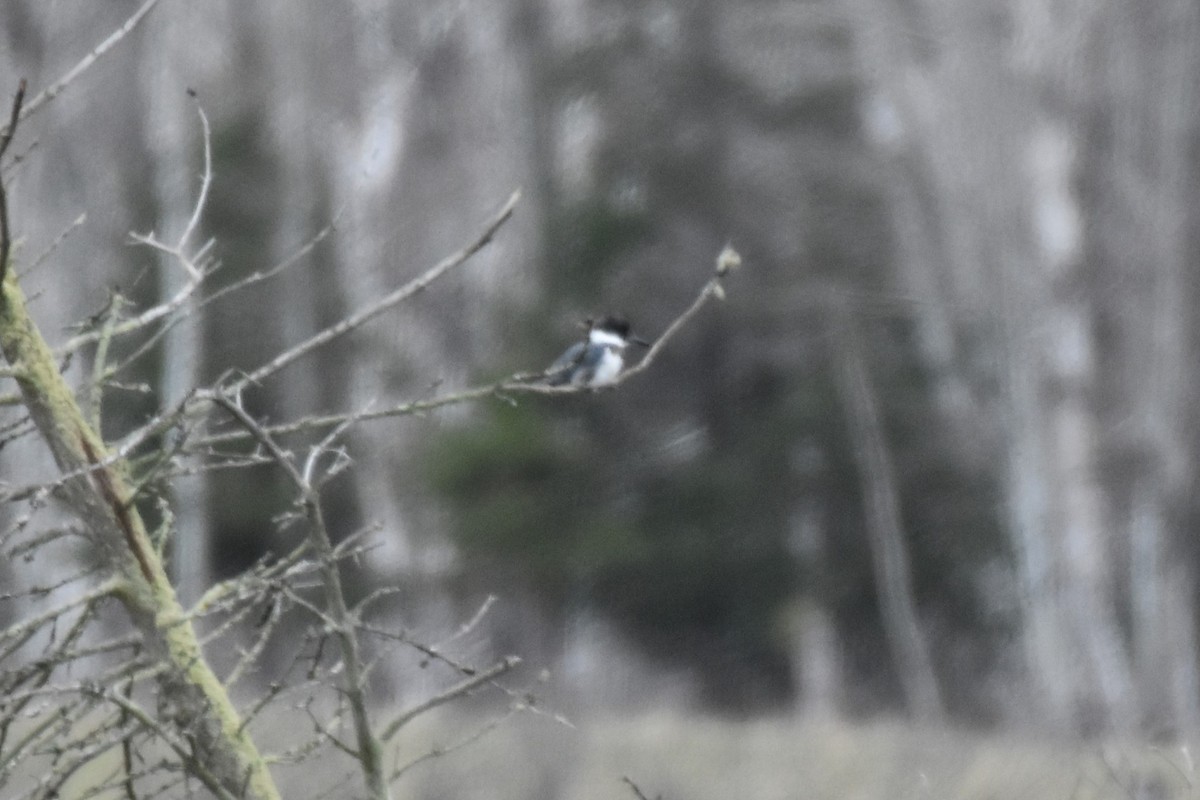 Belted Kingfisher - ML617587140