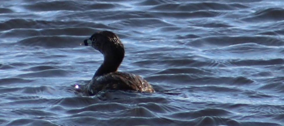 Pied-billed Grebe - Cliff Long