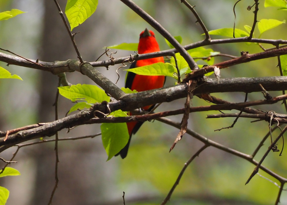Scarlet Tanager - ML617587198