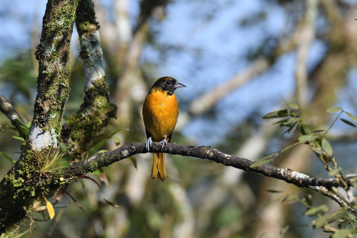 Baltimore Oriole - terence zahner