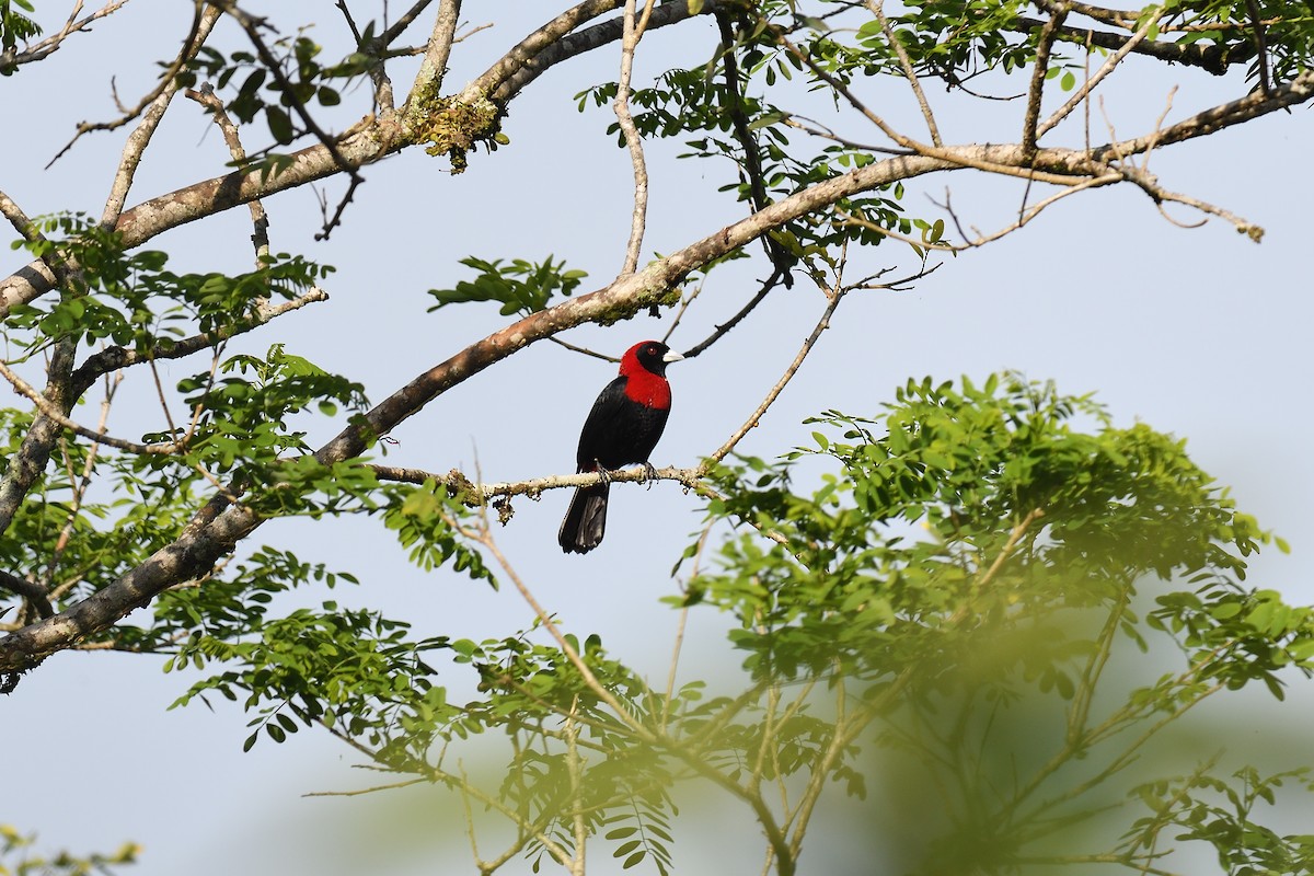 Crimson-collared Tanager - terence zahner