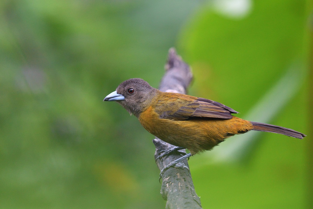 Scarlet-rumped Tanager - ML617587287