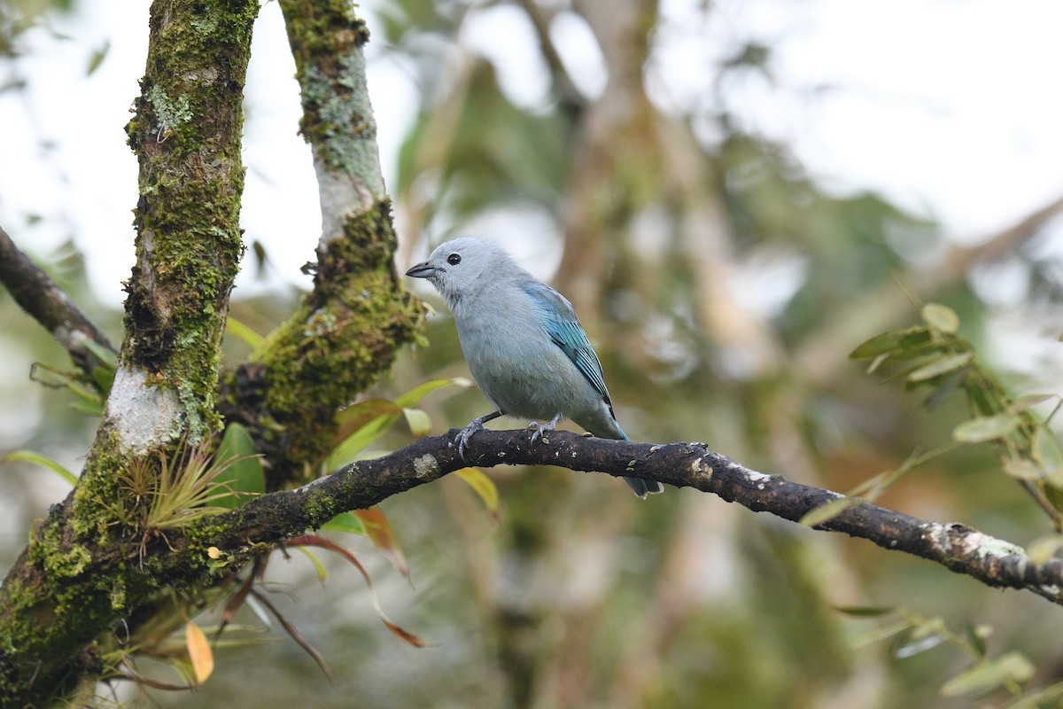 Blue-gray Tanager - ML617587297