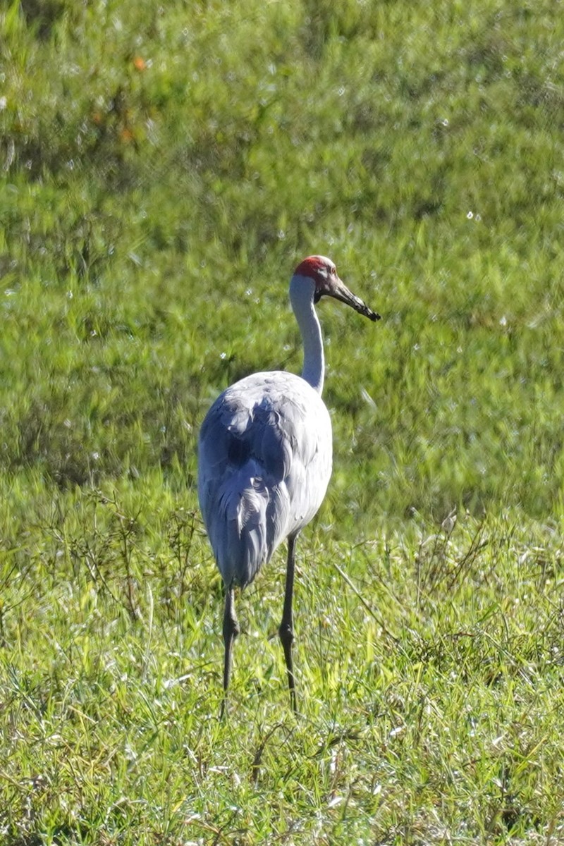 eBird Checklist - 17 Apr 2024 - 1148 North Bank Road, Raleigh, New ...