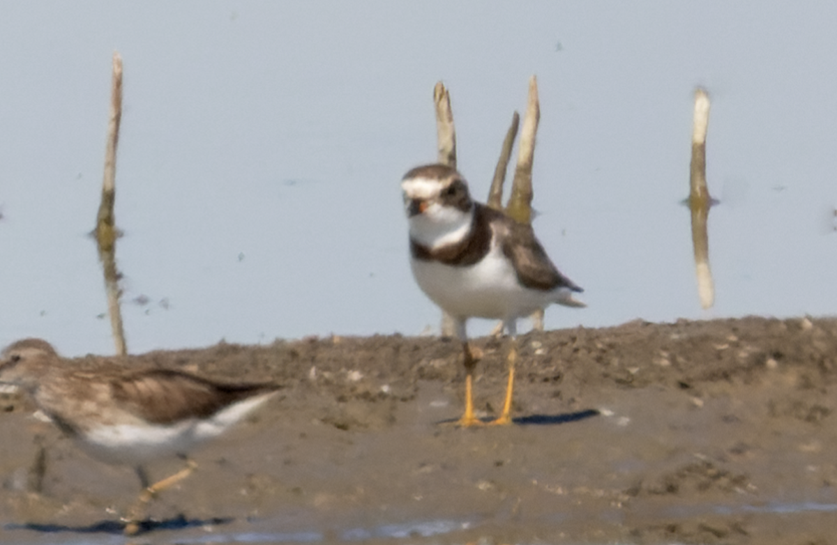 Semipalmated Plover - John Lewis