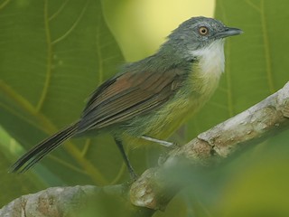 Kauchuk ayol mushukining fotosurati