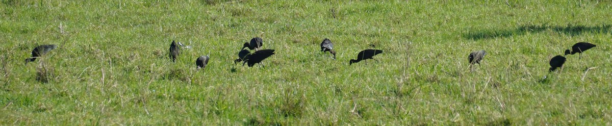 eBird Checklist - 17 Apr 2024 - 1050 North Bank Road, Raleigh, New ...