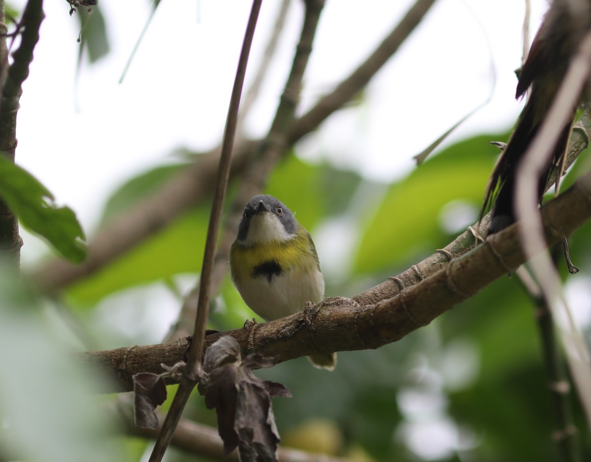 Yellow-breasted Apalis - ML617587593
