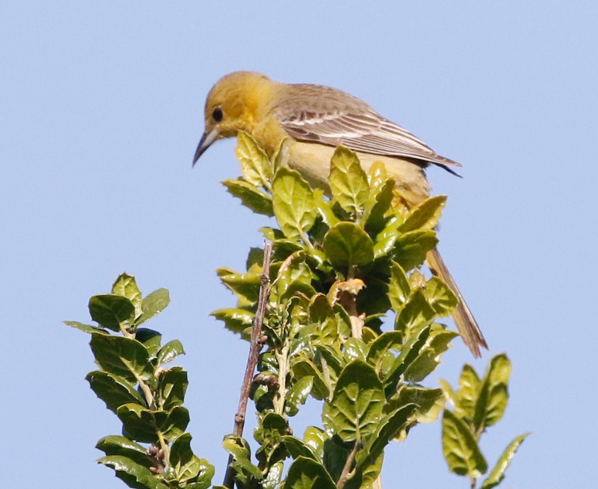Hooded Oriole (nelsoni Group) - ML617587734