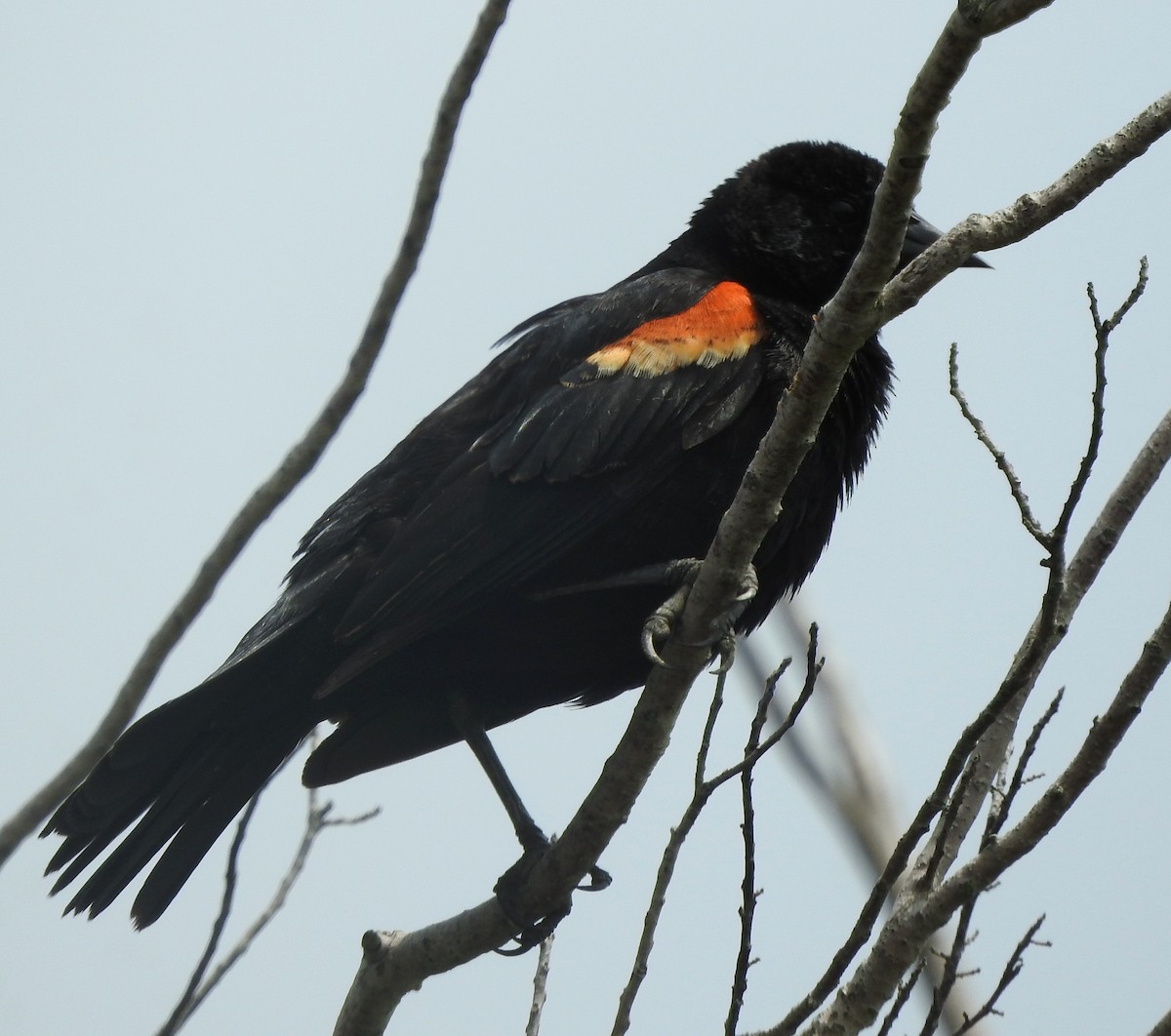 Red-winged Blackbird - Mark Meunier