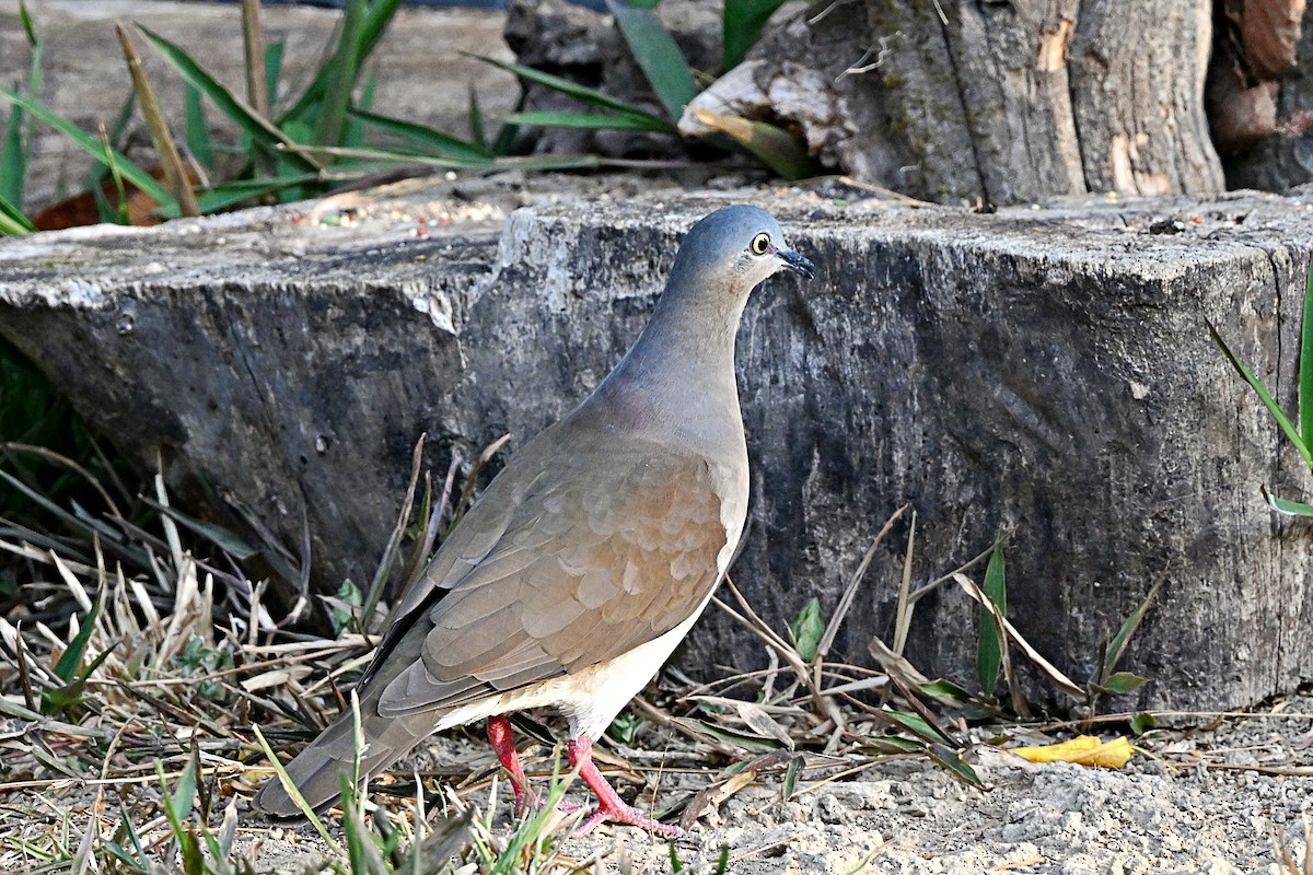 Gray-headed Dove - André Lanouette