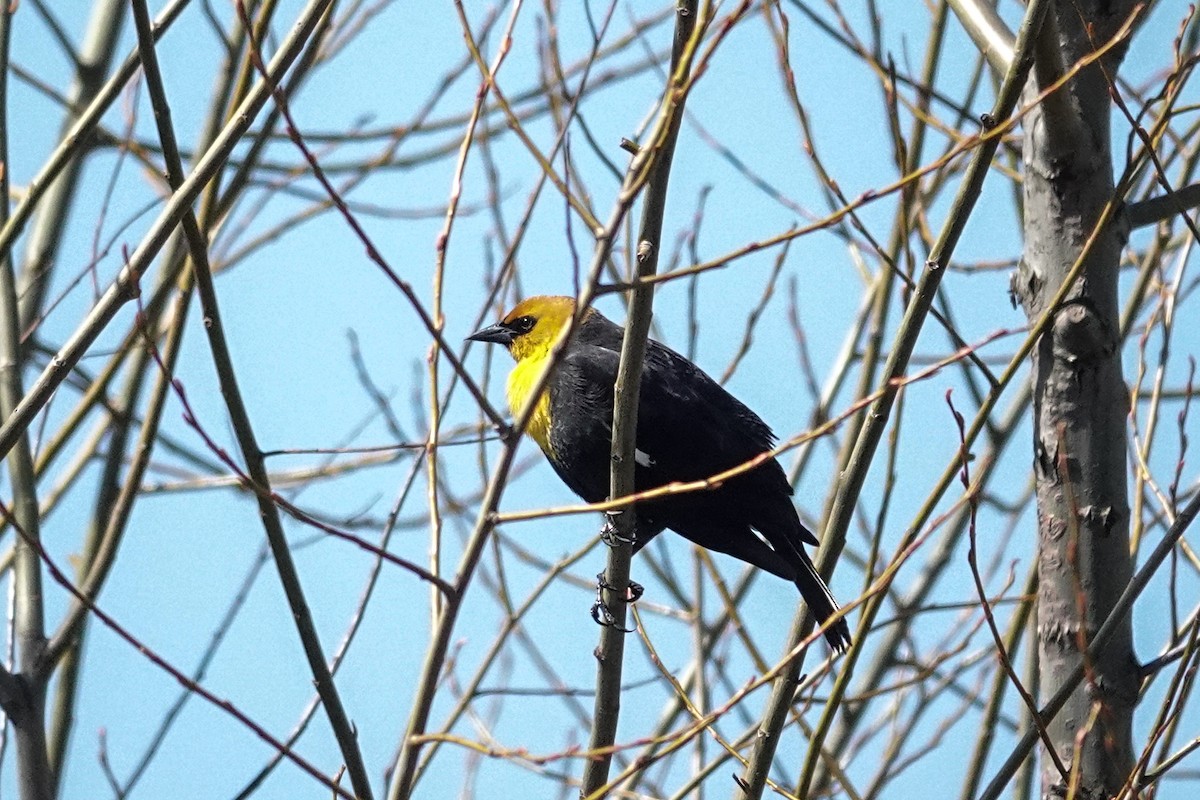 Yellow-headed Blackbird - ML617587842